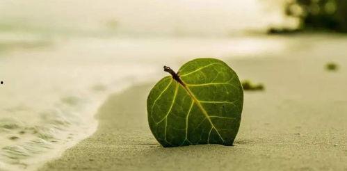 蜜蜂铃兰爆料怎么做视频,揭秘视频制作全攻略